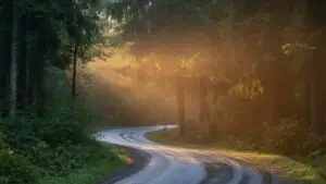 Rainy Forest Road With Soft Fog
