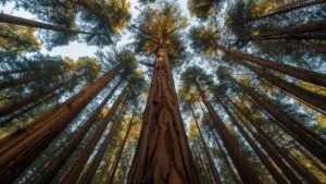 Redwood Trees Giant Forest Sky View