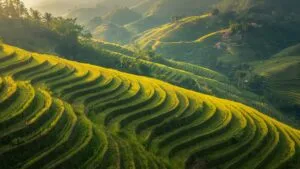 Rice Terraces Green Layers Asian Landscape