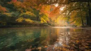River Flowing Through Autumn Forest