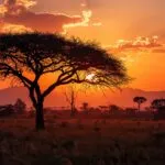 Savanna Acacia Tree Silhouette Wildlife Dusk Scene