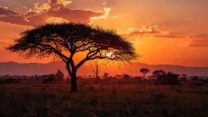 Savanna Acacia Tree Silhouette Wildlife Dusk Scene