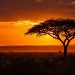 Savanna Acacia Tree Silhouette Wildlife