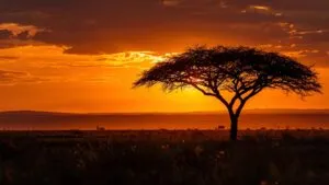 Savanna Acacia Tree Silhouette Wildlife