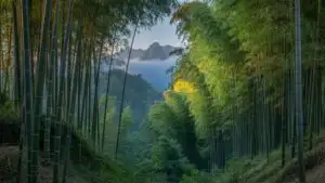 Serene Bamboo Grove in Gentle Sunlight