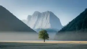 Serene Vastness and Lone Oak