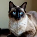 Siamese Cat Blue Eyes