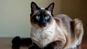 Siamese Cat Blue Eyes