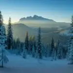 Snowy Pine Trees Under Soft Blue Light