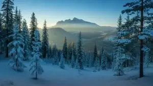 Snowy Pine Trees Under Soft Blue Light