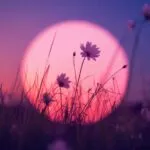 Soft Pink Glow Behind Silhouette Flowers