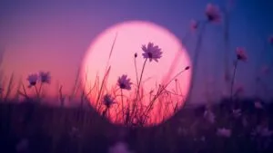 Soft Pink Glow Behind Silhouette Flowers