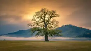 Solitary Sentinel of the Prairie