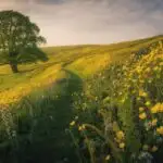 Spring Meadow With Bright Yellow Flowers