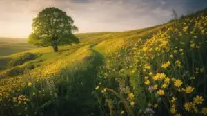 Spring Meadow With Bright Yellow Flowers