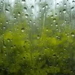 Spring Rain Drops Window Reflection