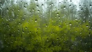 Spring Rain Drops Window Reflection