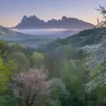 Spring Valley With Blossoming Trees