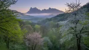 Spring Valley With Blossoming Trees