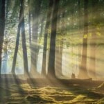 Sun Rays Breaking Through Dense Trees