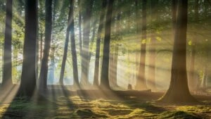 Sun Rays Breaking Through Dense Trees