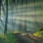 Sunlight Rays Piercing Mist in Enchanting Forest
