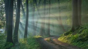 Sunlight Rays Piercing Mist in Enchanting Forest