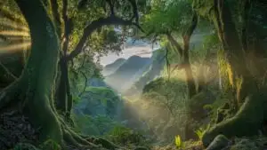 Sunlit Forest Canopy Over Lush Green Paths