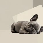 Tiny French Bulldog Puppy Asleep Minimal