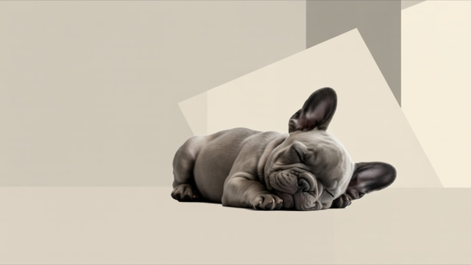 tiny french bulldog puppy asleep minimal wallpaper, animals, baby frenchie, clean background pet, dog dreaming wallpaper, french bulldog puppy love, minimalist animal art, minimalist simple dog, puppy sleeping cute, desktop, mobile, background