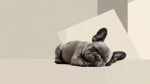 Tiny French Bulldog Puppy Asleep Minimal