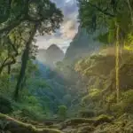 Tropical Jungle With Sunlight Breaking Through