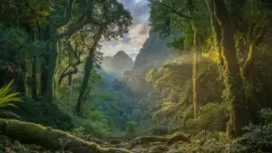 Tropical Jungle With Sunlight Breaking Through