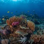 Underwater Coral Reef Tropical Fish Vivid