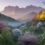 Warm Light Blossom Meadow