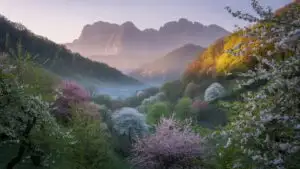 Warm Light Blossom Meadow