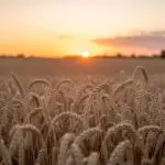 Warm Sunset Over Wheat Field in Late Summer