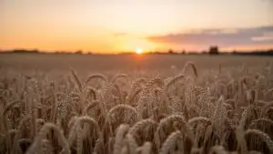 Warm Sunset Over Wheat Field in Late Summer