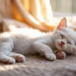 White Kitten Sleeping On Blanket