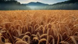 Wide Golden Wheat Field in Summer Sun