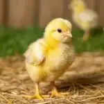 Baby Chick Standing Alone