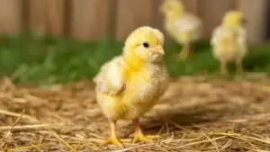 Baby Chick Standing Alone
