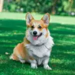 Corgi Sitting In The Park