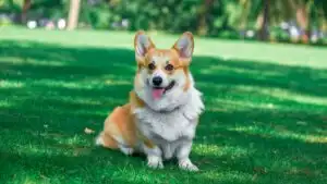 Corgi Sitting In The Park