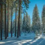 Crisp Forest in Winter Light