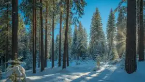 Crisp Forest in Winter Light