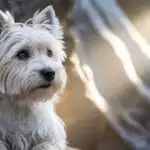 Cute Westie Dog Portrait Bright