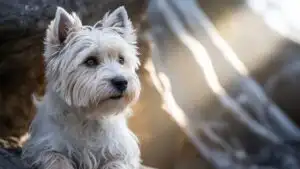 Cute Westie Dog Portrait Bright