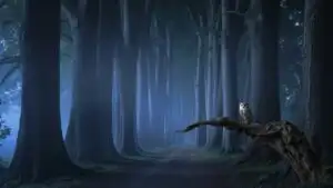 Dark Forest Path At Night Mysterious