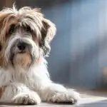 Fluffy Tibetan Terrier Shaggy Fur